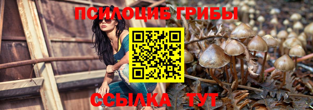 Богданович  Псилоцибиновые грибы GOLDEN TEACHER  Вход с VPN 